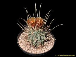 Glandulicactus uncinatus v. wrightii 637